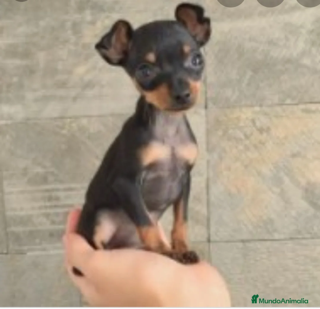 Ratón de Praga perros en venta: Ratón de Praga  - Anuncio 1