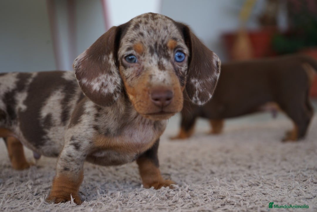 Teckel Miniatura perros en venta: 🌟 Frisco – Dulzura y elegancia en miniatura 🌟 - Imagen 9