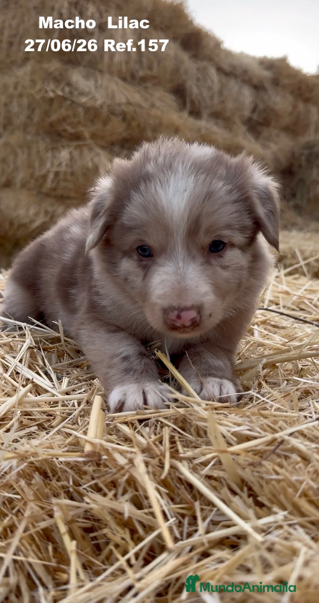 Border Collie perros en venta: Border Collie De Villa Biznaga - Anuncio 2
