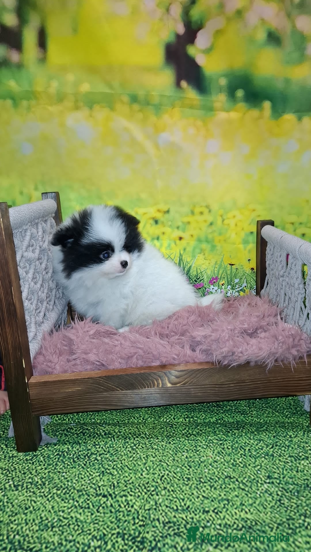 Pomerania perros en venta: Pomerania macho.  - Anuncio 3