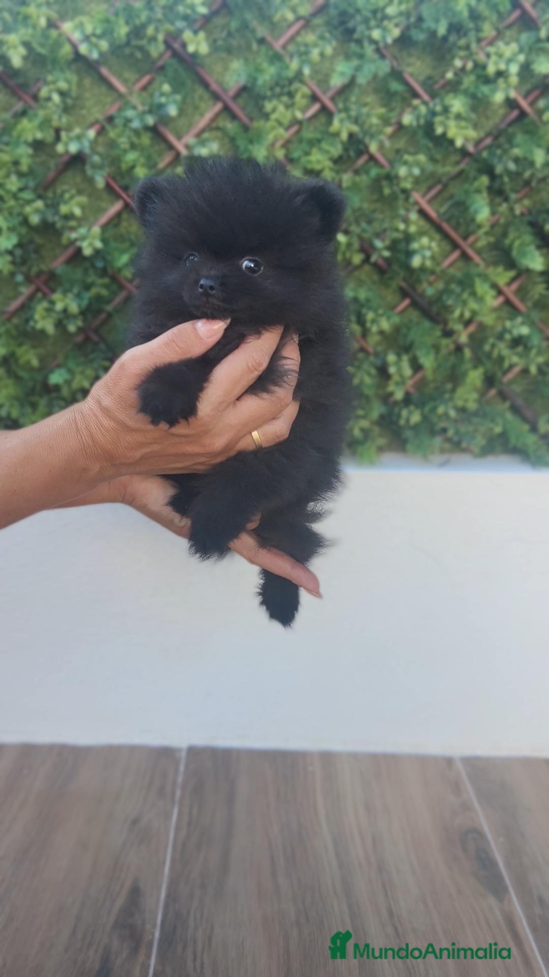Pomerania perros Pomerania TOY macho negro  - Anuncio 1