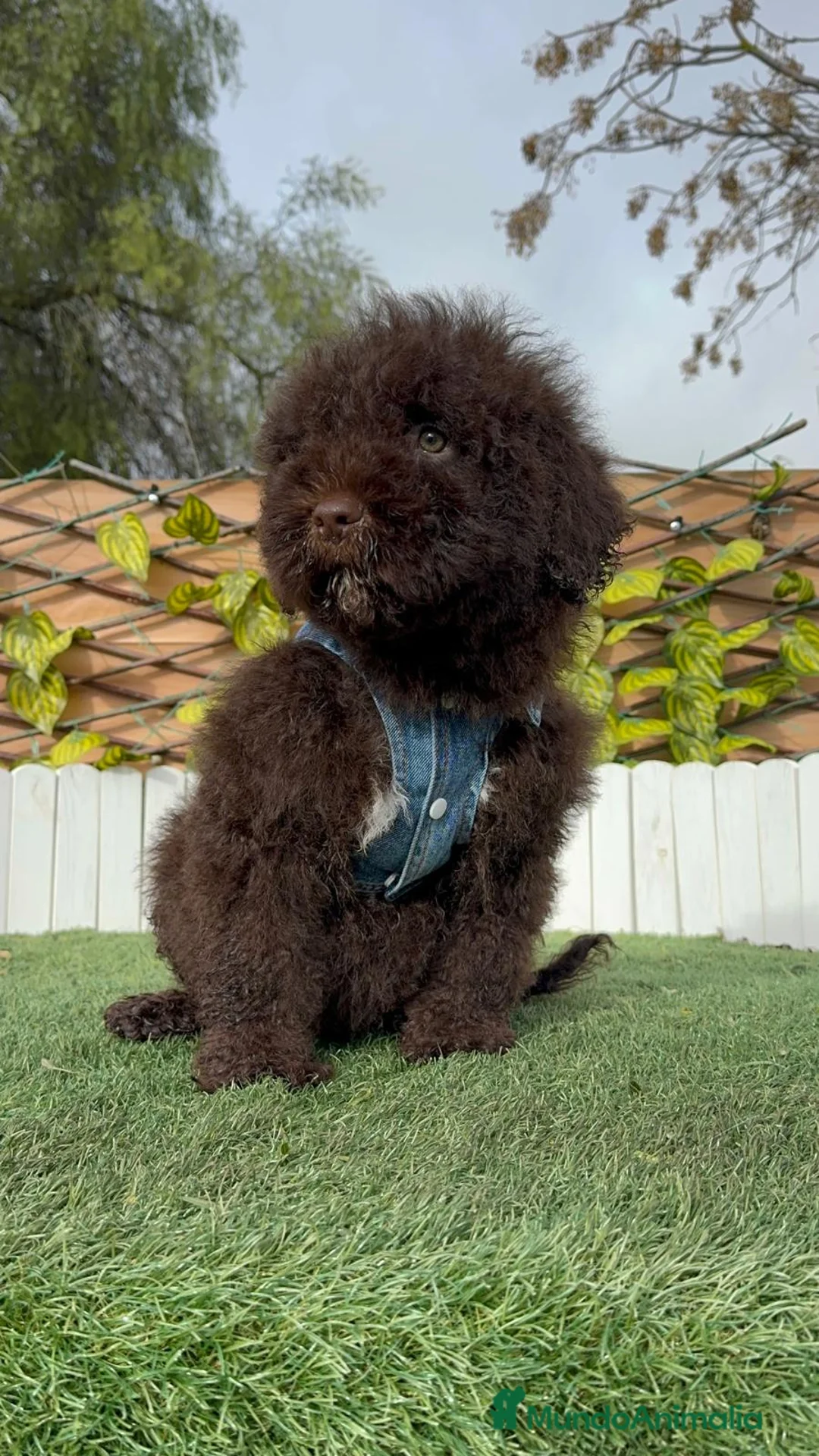 Perro de Agua Español perros en venta: PERRO DE AGUA ESPAÑOL - Anuncio 6