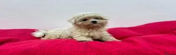 Bichón Maltés perros en venta: Bichon maltes  - Anuncio 1