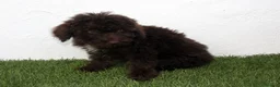 Perro de Agua Español perros en venta: Perro de Agua Español - Anuncio 10