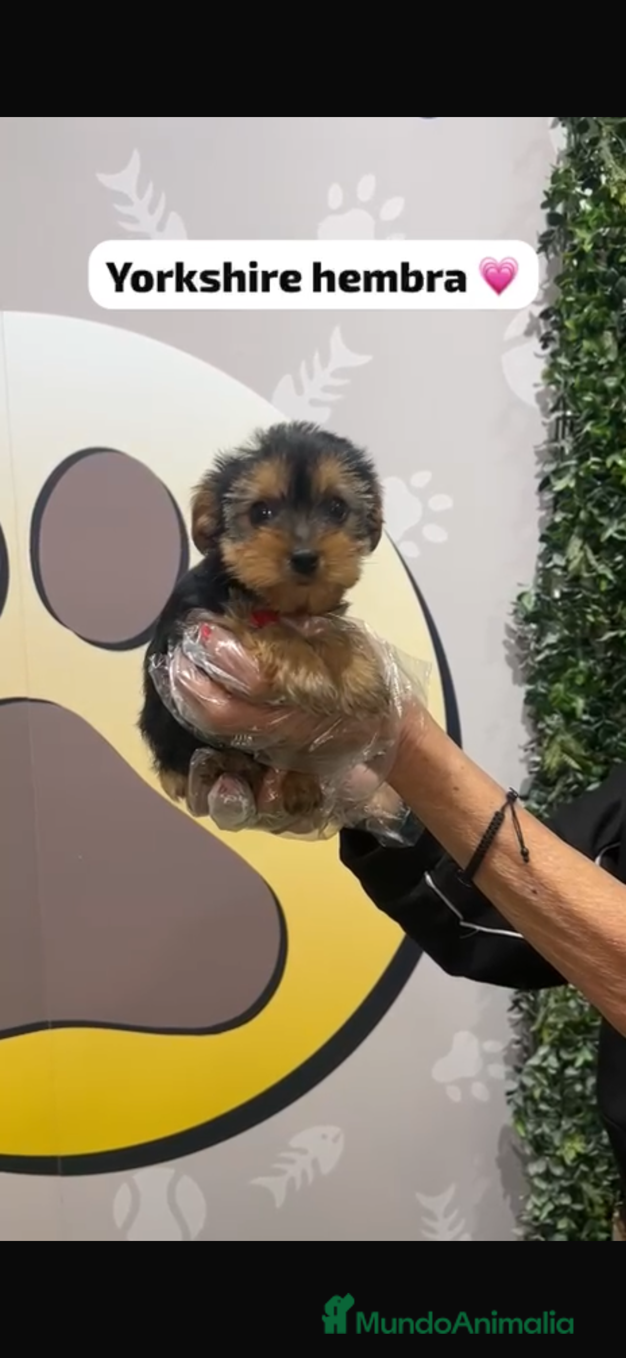 Yorkshire Terrier perros Yorkshire hembra bebe - Anuncio 2