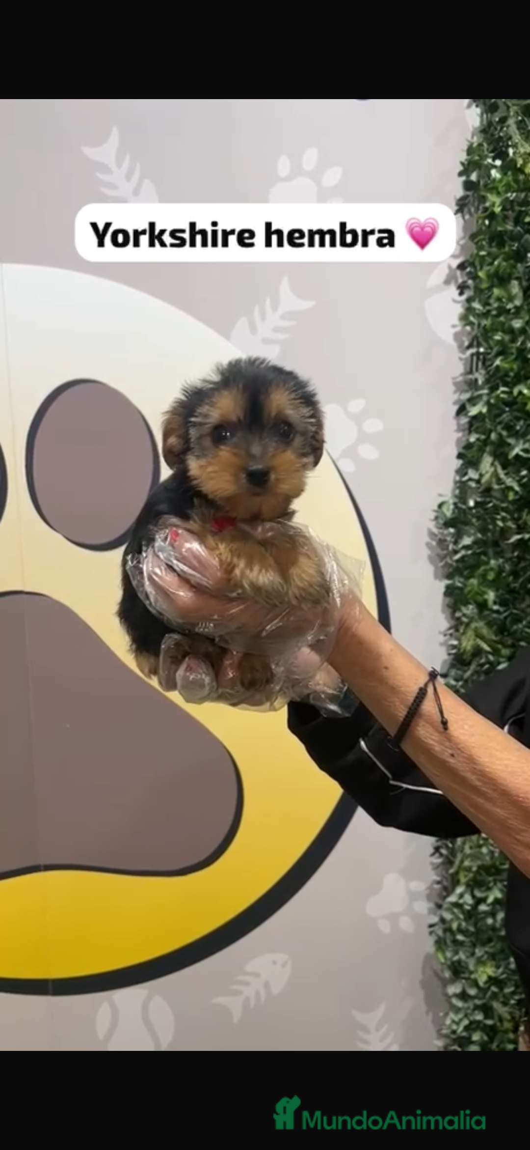 Yorkshire Terrier perros en venta: Yorkshire hembra bebe - Anuncio 2