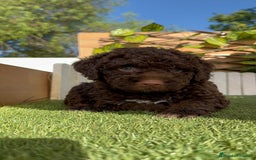 Perro de Agua Español perros en venta: PERRO DE AGUA HEMBRA - Imagen 2