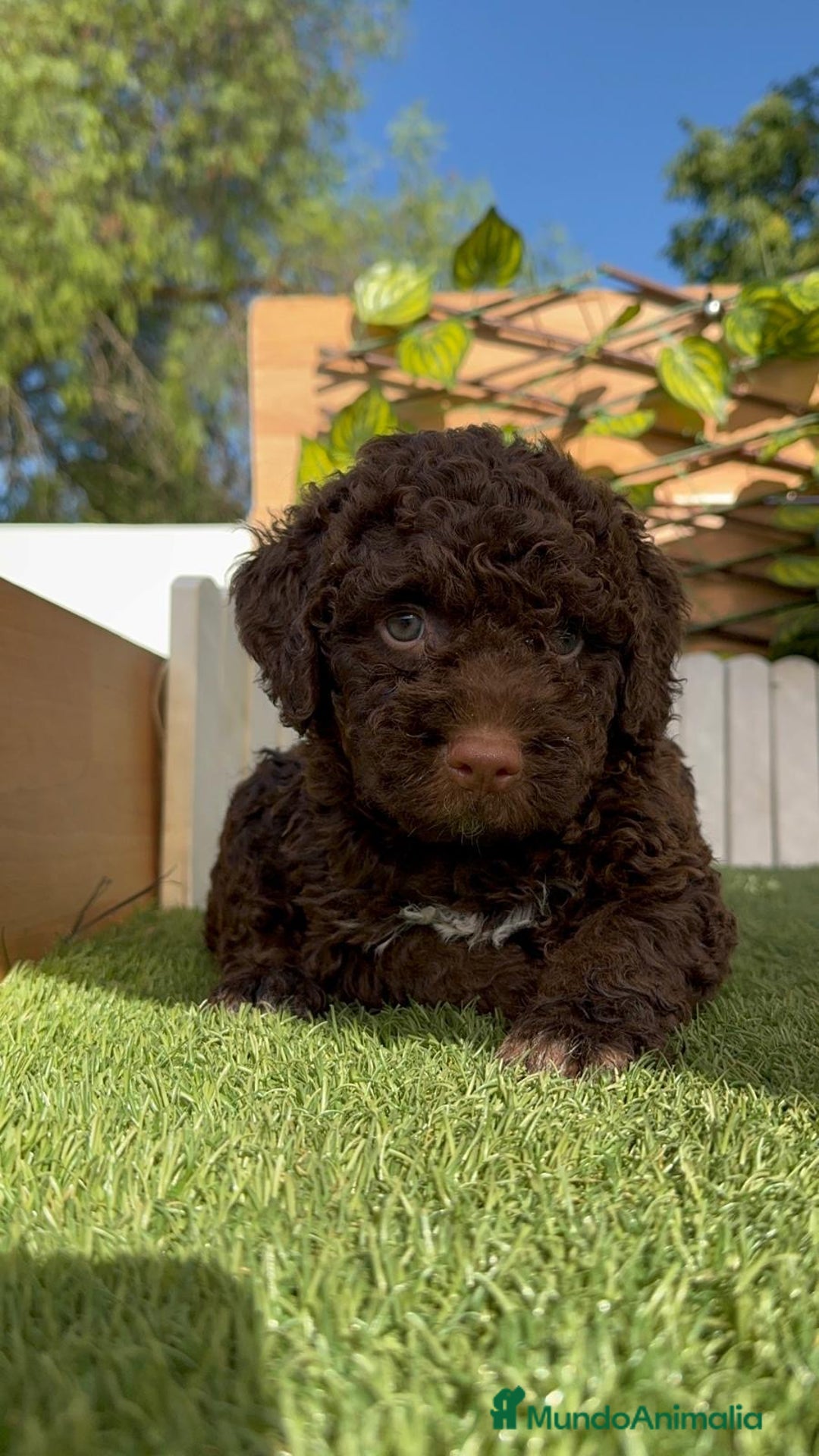 Perro de Agua Español perros en venta: PERRO DE AGUA HEMBRA - Imagen 2