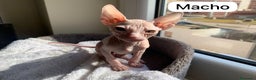Sphynx gatos en venta: Encantadores Don Sphynx en Madrid - Anuncio 2