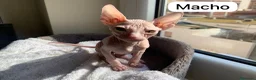 Sphynx gatos en venta: Encantadores Don Sphynx en Madrid - Anuncio 2