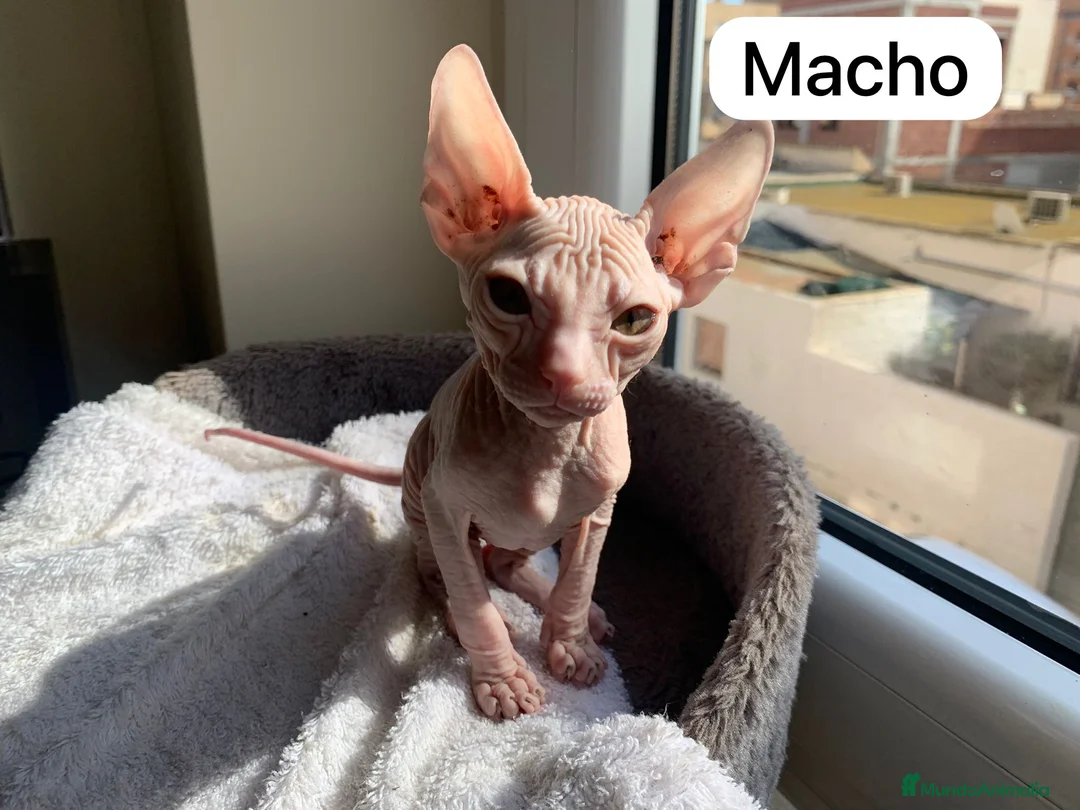 Sphynx gatos en venta: Encantadores Don Sphynx en Madrid - Anuncio 2