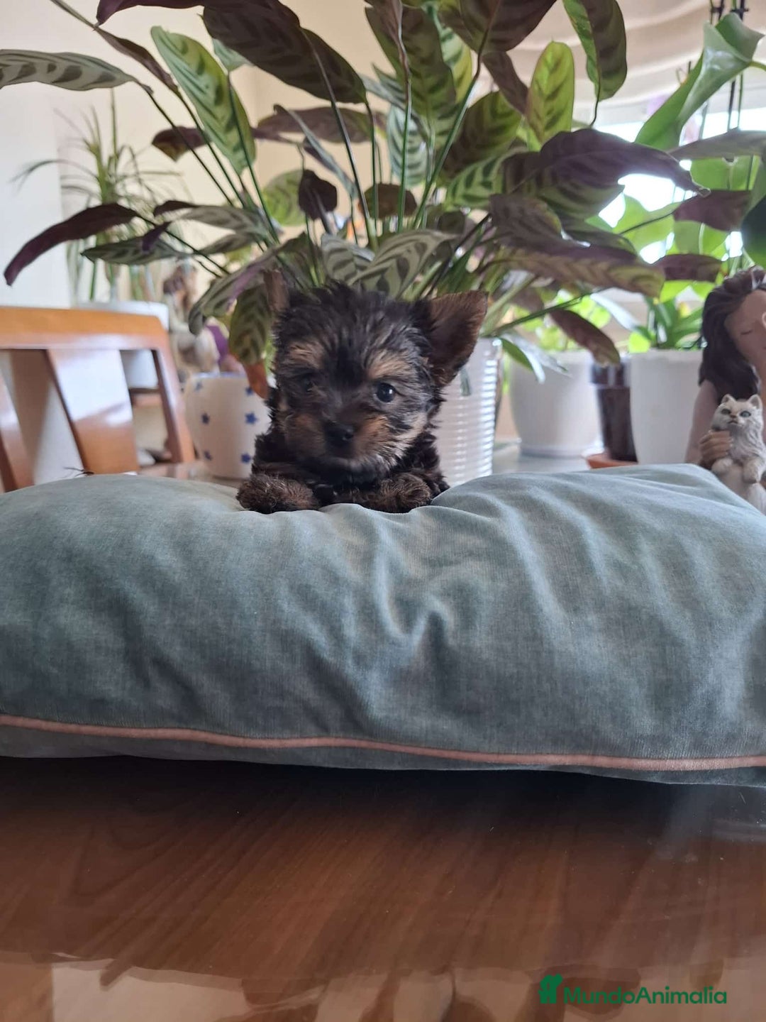 Yorkshire Terrier perros en venta: Yorkshire Terrier  - Imagen 3