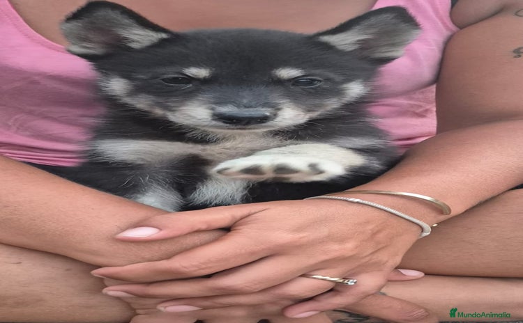 Husky Siberiano perros - Anuncio 1