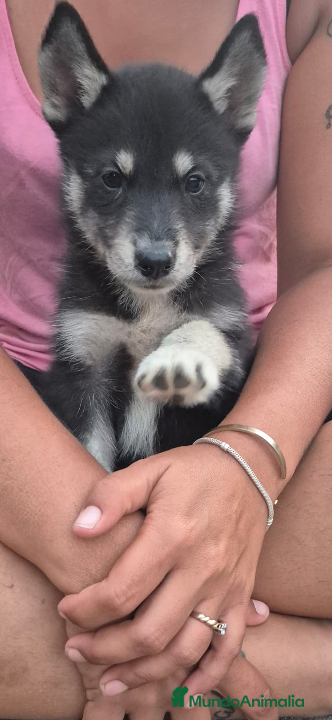Husky Siberiano perros en venta: Siberian husky camada - Imagen 1