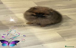 Pomerania perros en venta: Preciosos cachorros de pomerania boo - Imagen 7