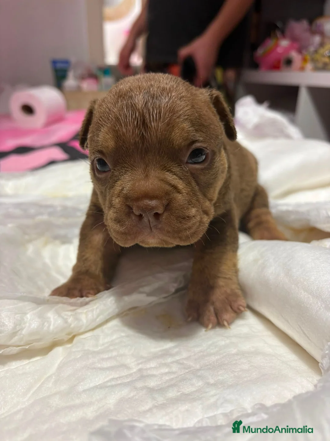 American Bully perros en venta: AMERICAN BULLY POCKET - Anuncio 23