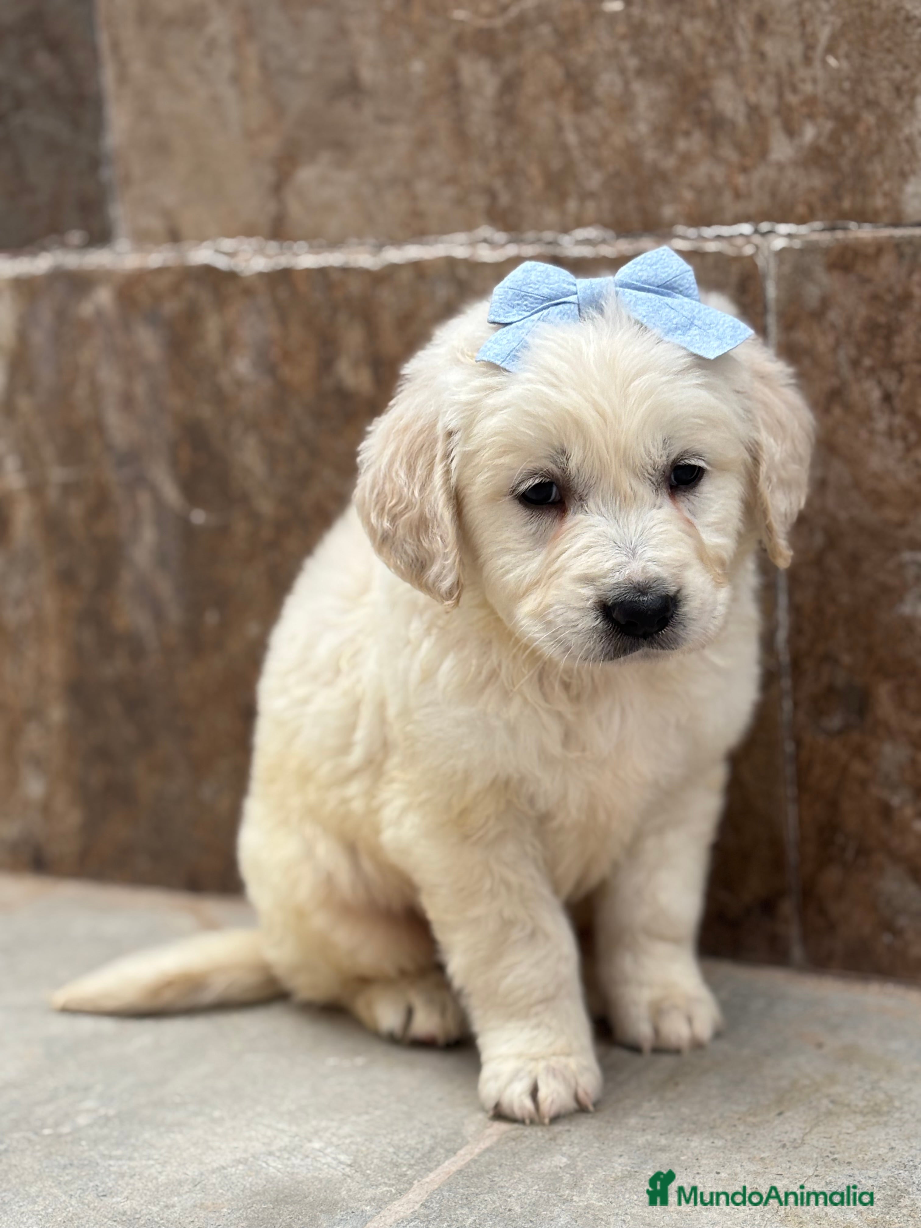 Golden Retriever perros Últimos machos disponibles!!! - Anuncio 1