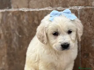 Golden Retriever perros Últimos machos disponibles!!! - Anuncio 1