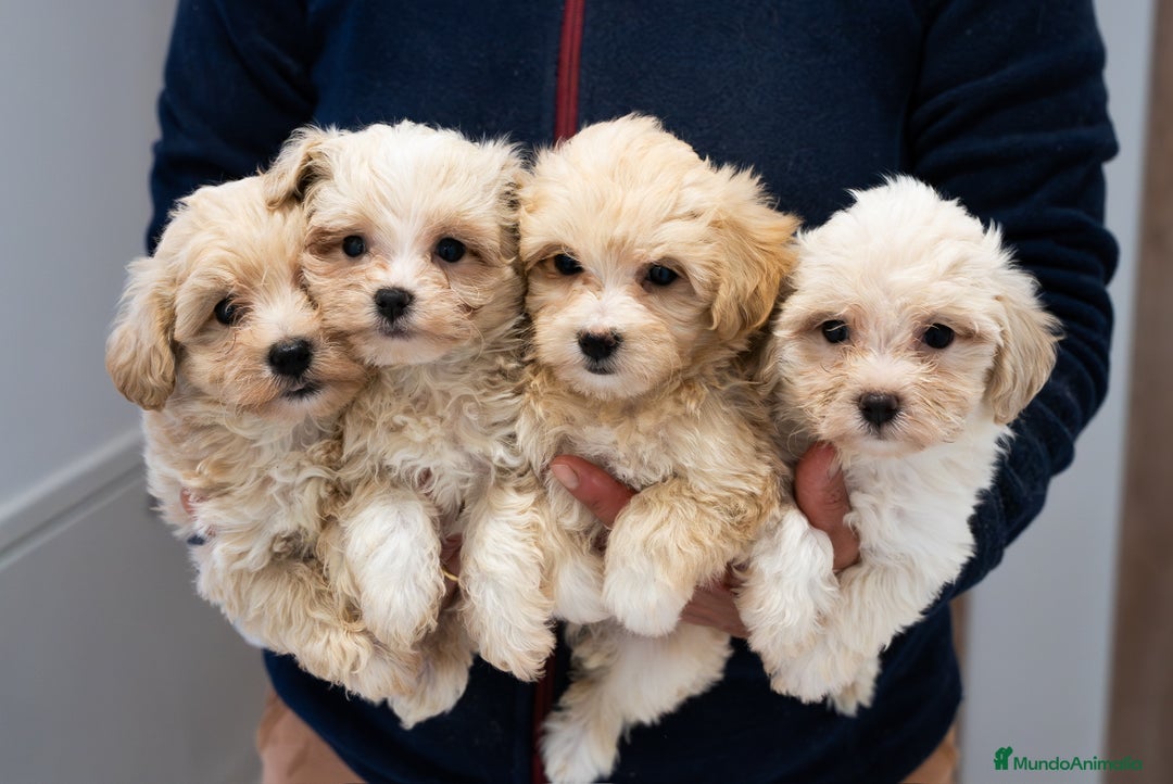 Maltipoo perros en venta: Camada exclusiva de Matipoo - Anuncio 2