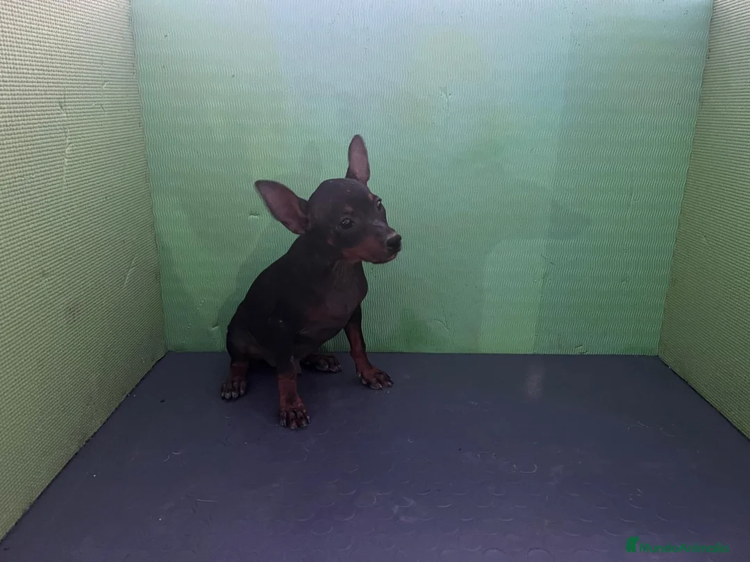 Pinscher Miniatura perros en venta: Excelentes cachorros Pinscher  - Anuncio 1