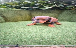 Teckel Miniatura perros en venta: teckel arlequín bronce  - Imagen 8