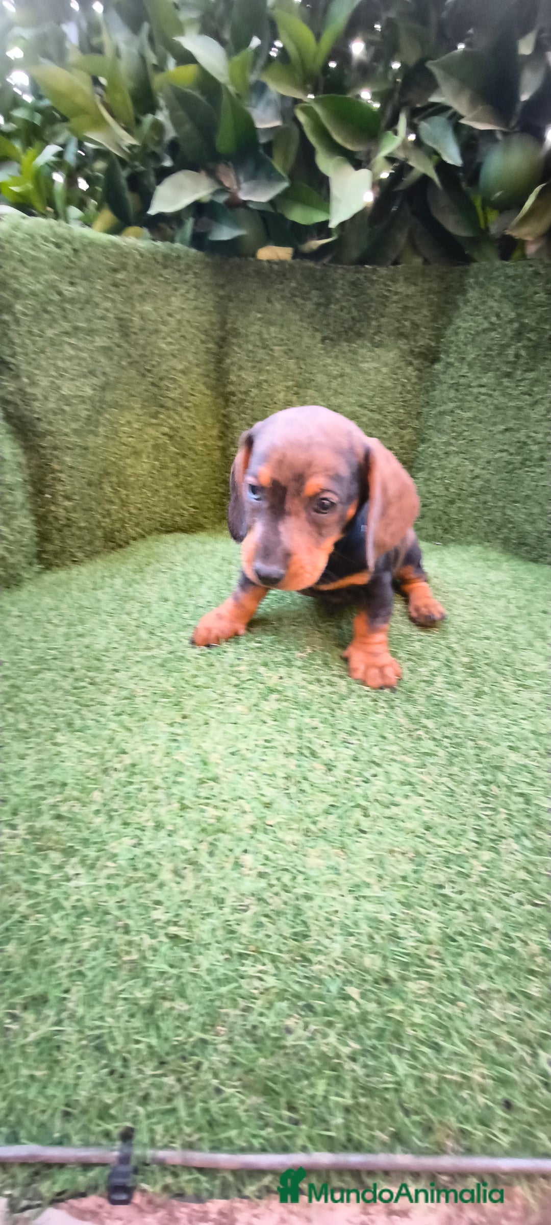 Teckel Miniatura perros en venta: teckel arlequín bronce  - Imagen 8