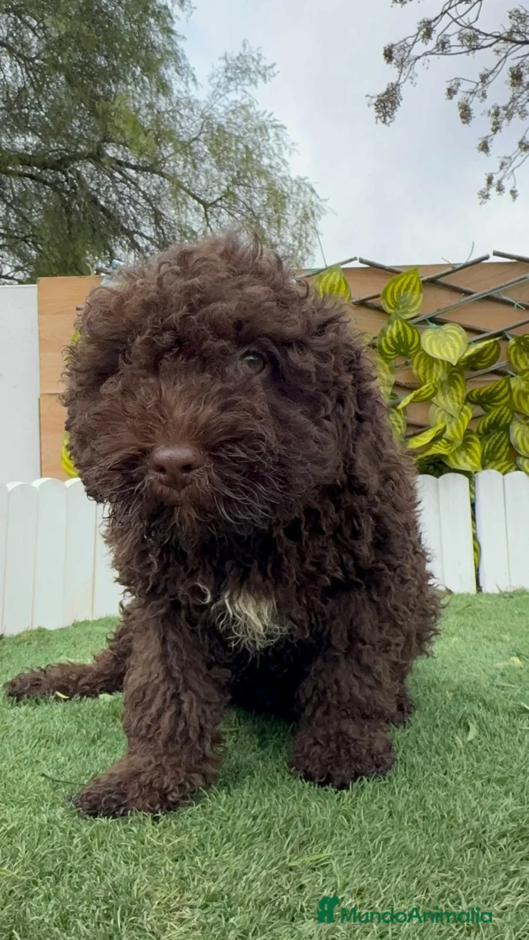 Perro de Agua Español perros en venta: PERRO DE AGUA MACHO - Anuncio 11