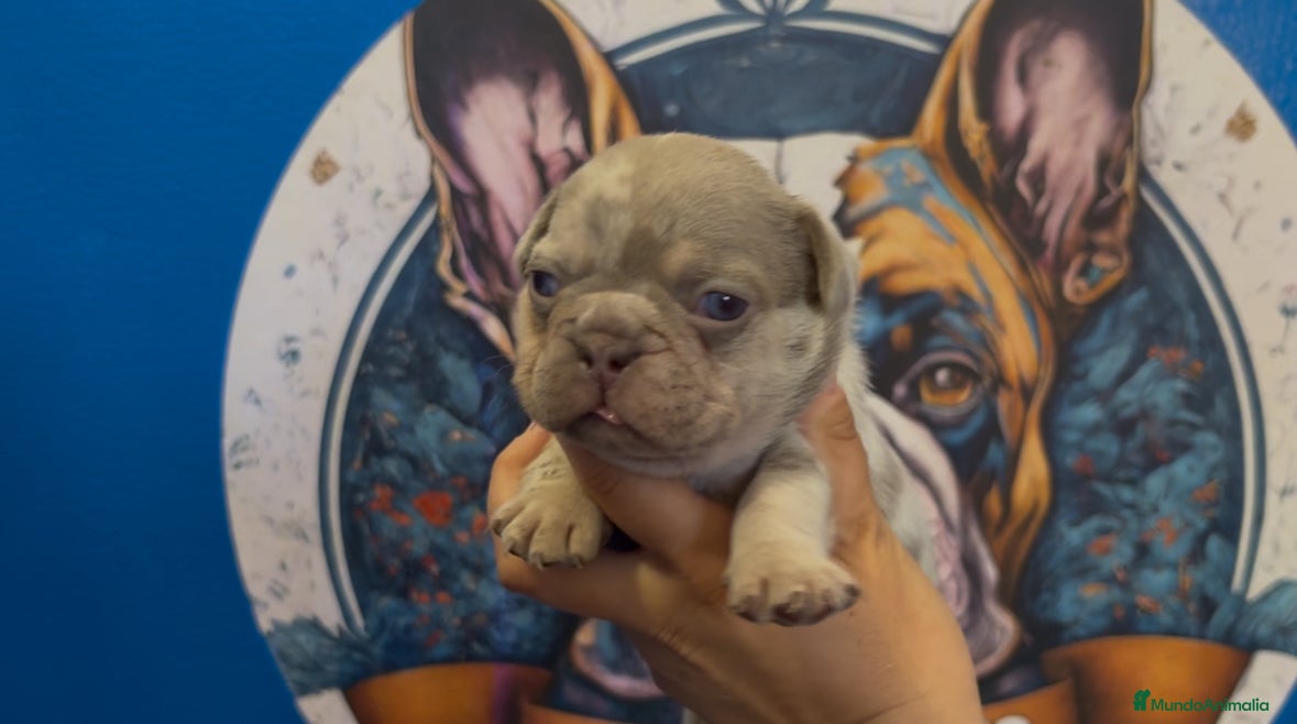 Bulldog Francés perros Bulldog francés exóticos - Anuncio 1