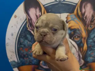 Bulldog Francés perros Bulldog francés exóticos - Anuncio 1