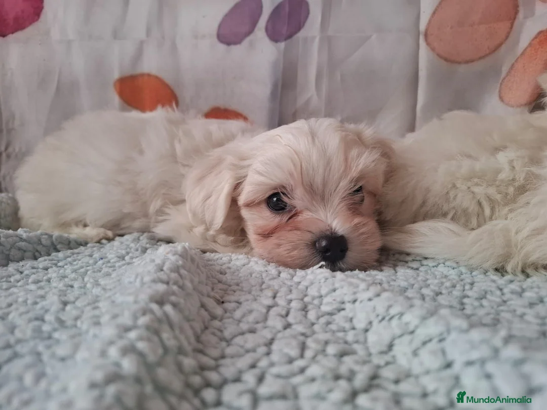 Bichón Maltés perros en venta: Bichón maltes - Anuncio 2
