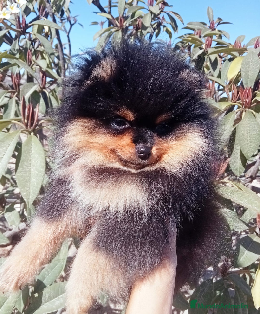 Pomerania perros en venta: Camada de pomerania naranja y negro y fuego  - Imagen 2