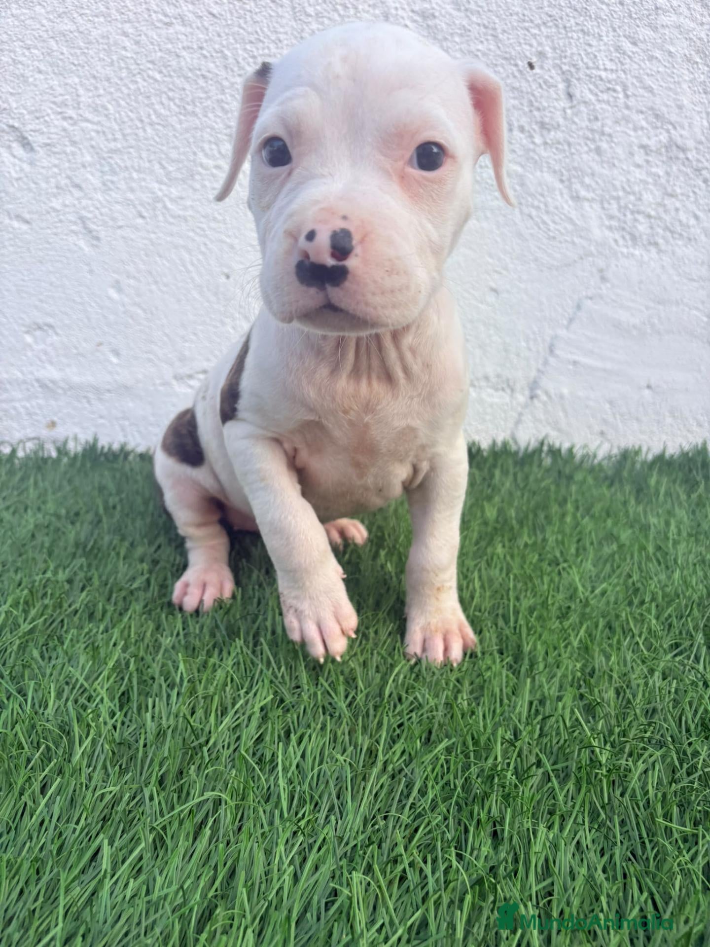 American Staffordshire-Terrier perros American Staffordshire terrier - Anuncio 1