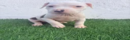 American Staffordshire-Terrier perros en venta: American Staffordshire terrier - Anuncio 1