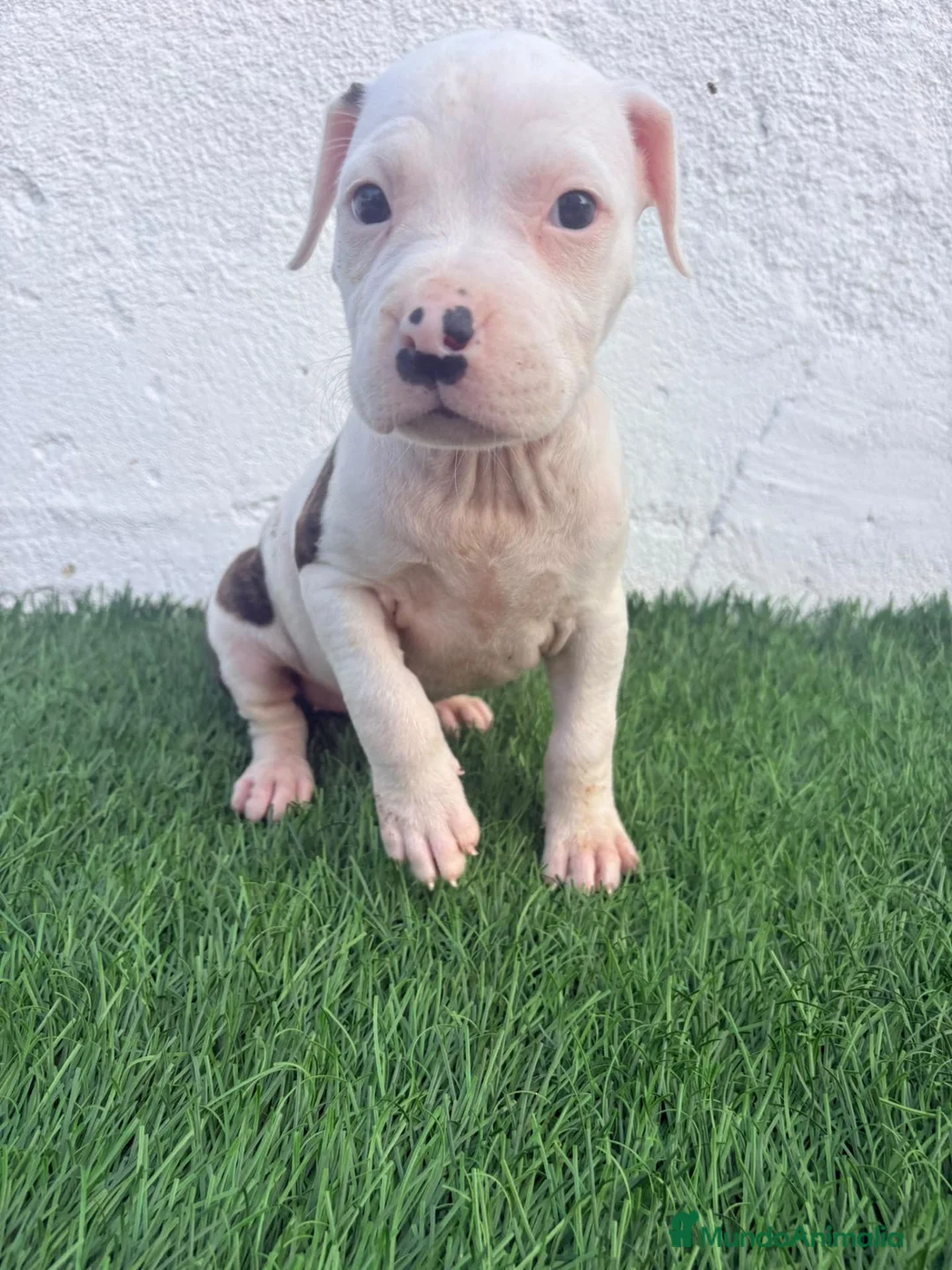 American Staffordshire-Terrier perros en venta: American Staffordshire terrier - Anuncio 1
