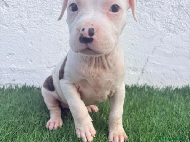 American Staffordshire-Terrier perros American Staffordshire terrier - Anuncio 33