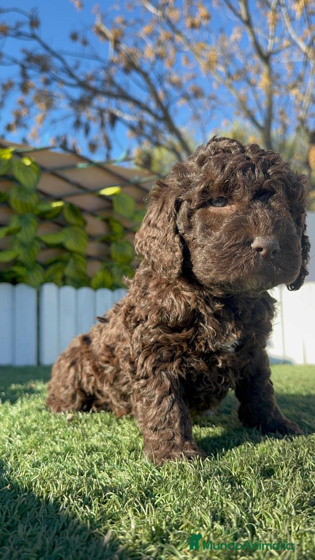 Perro de Agua Español perros en venta: PERRO DE AGUA MACHO - Anuncio 5