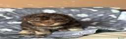 Perro de Agua Español perros en venta: Última hembra de perro de aguas!! - Anuncio 9