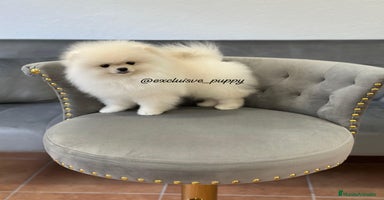 Pomerania perros - Propaganda 8
