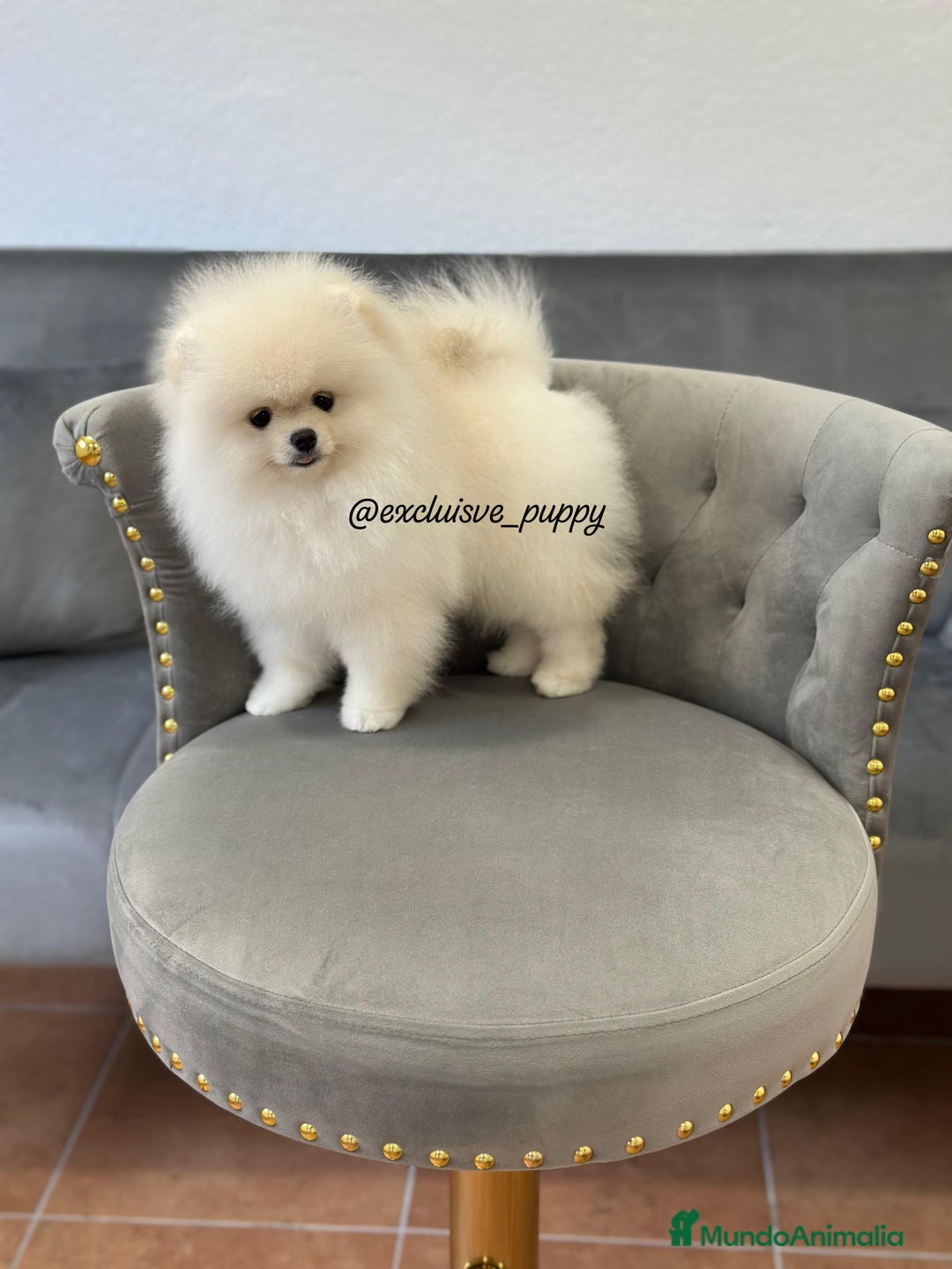 Pomerania perros en venta: 🥇 Auténtica Lulu de Pomerania  - Imagen 3