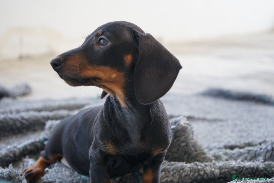 Teckel Miniatura perros en venta: 🐾 CONOCE A GINA UNA PEQUEÑA TECKEL MINIATURA 🖤 - Imagen 12