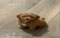 Caniche Enano perros en venta: Preciosos Caniches  - Imagen 7