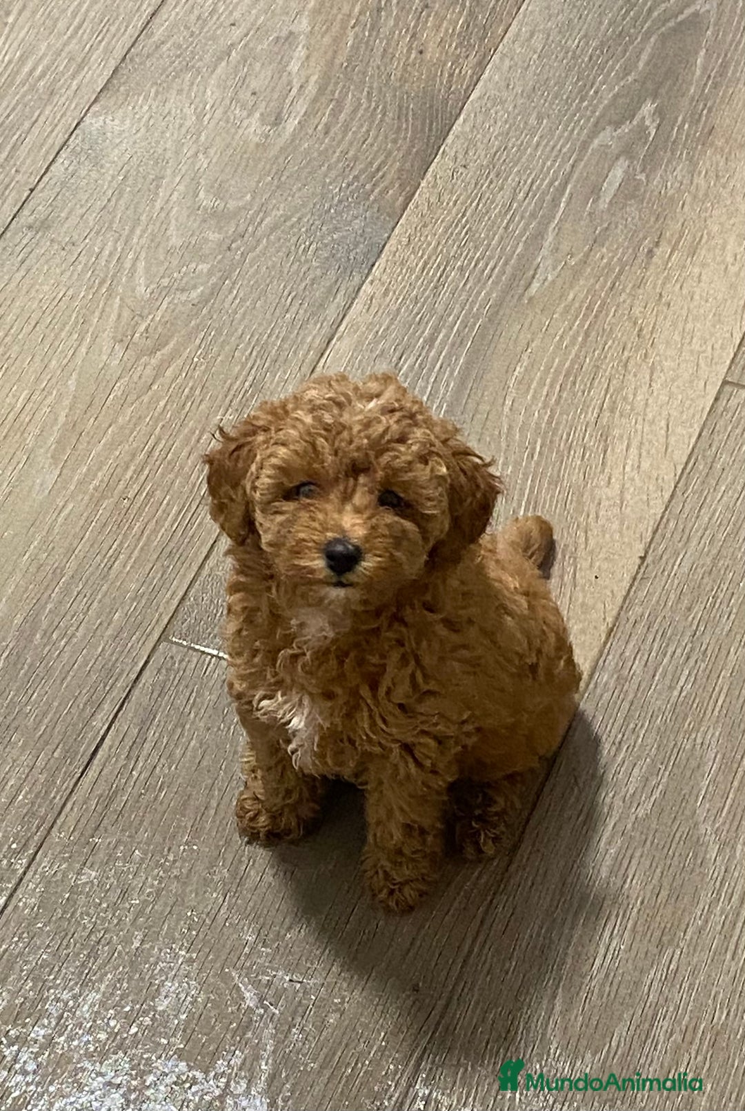 Caniche Enano perros en venta: Preciosos Caniches  - Imagen 7
