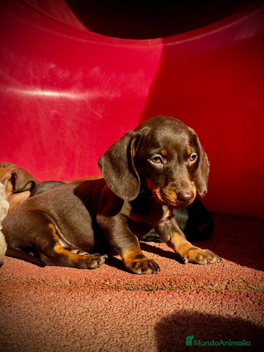 Teckel Miniatura perros en venta: Teckel micro en Illes Balears - Anuncio 6