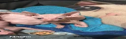 Sphynx gatos en venta: Gatos egipcios - Anuncio 3