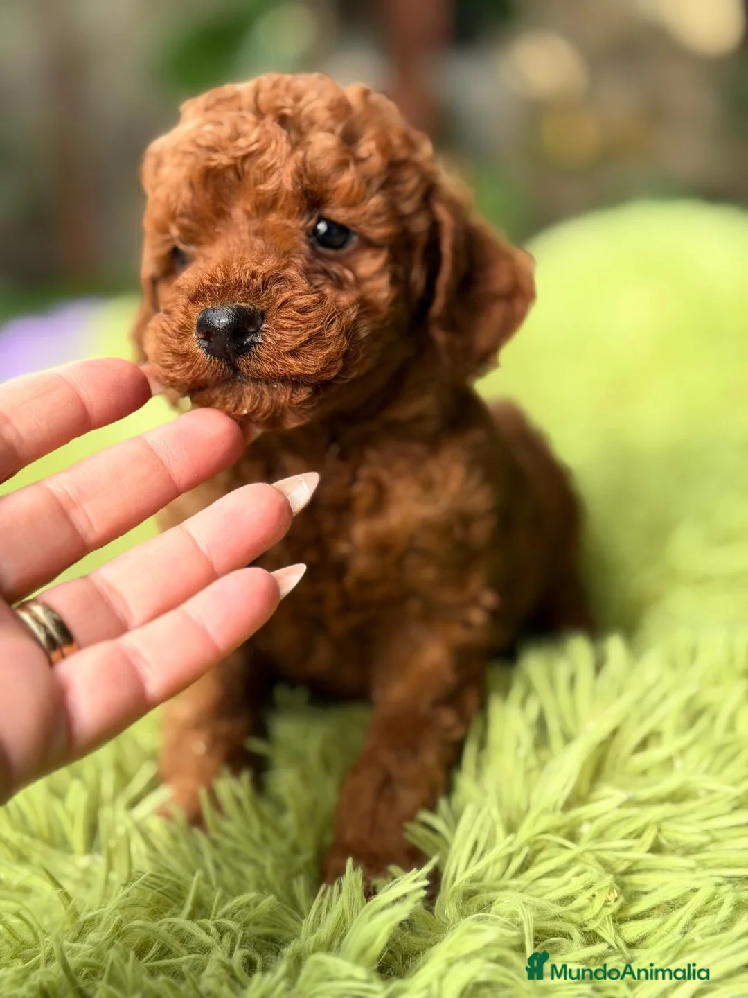 Caniche Enano perros en venta: CANICHE ROJO INTENSO DISPONIBLES - Anuncio 2