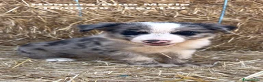 Border Collie 4