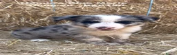 Border Collie perros en venta: BORDER COLLIE DE VILLA BIZNAGA - Anuncio 4