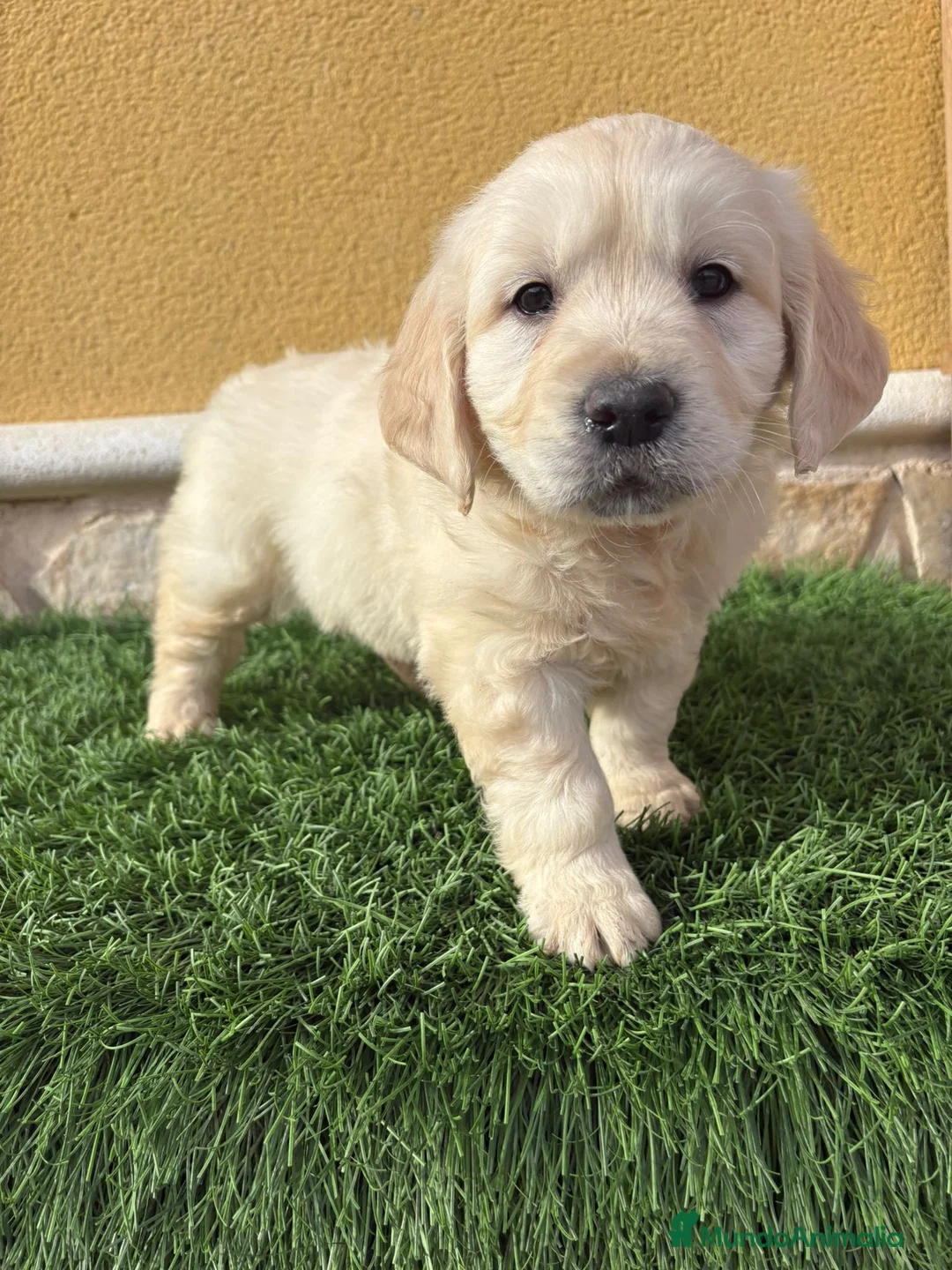Golden Retriever perros en venta: Cachorros de Golden retriever macho y hembra - Anuncio 14