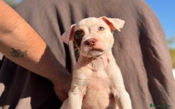 American Pit Bull Terrier perros en venta: PRECIOSA PITBULL ♀️ - Imagen 2