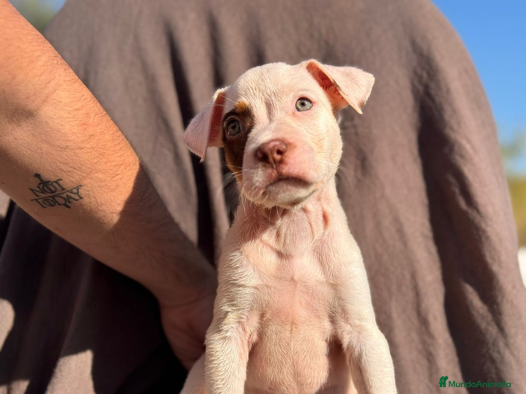 American Pit Bull Terrier perros en venta: PRECIOSA PITBULL ♀️ - Imagen 2